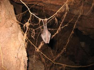 Hibernating Lesser Horseshoe Photo credit: D.Wills