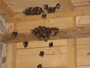 Lesser Horseshoe roost Photo credit: D.Wills
