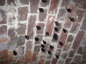Roosting lesser horseshoe bats Photo credit: G. Bemment