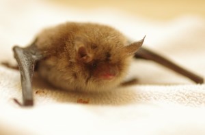 A natterer's bat in care. Photo credit: S. Butcher