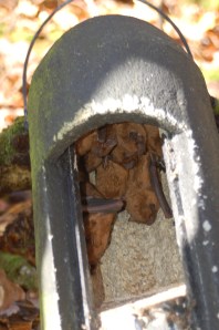 Bat box checking Photo credit: P.Gregory